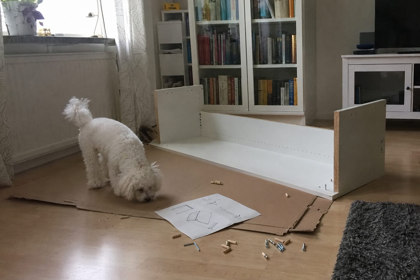 IKEA-bokhylla monteras, pudeln Olle inspekterar